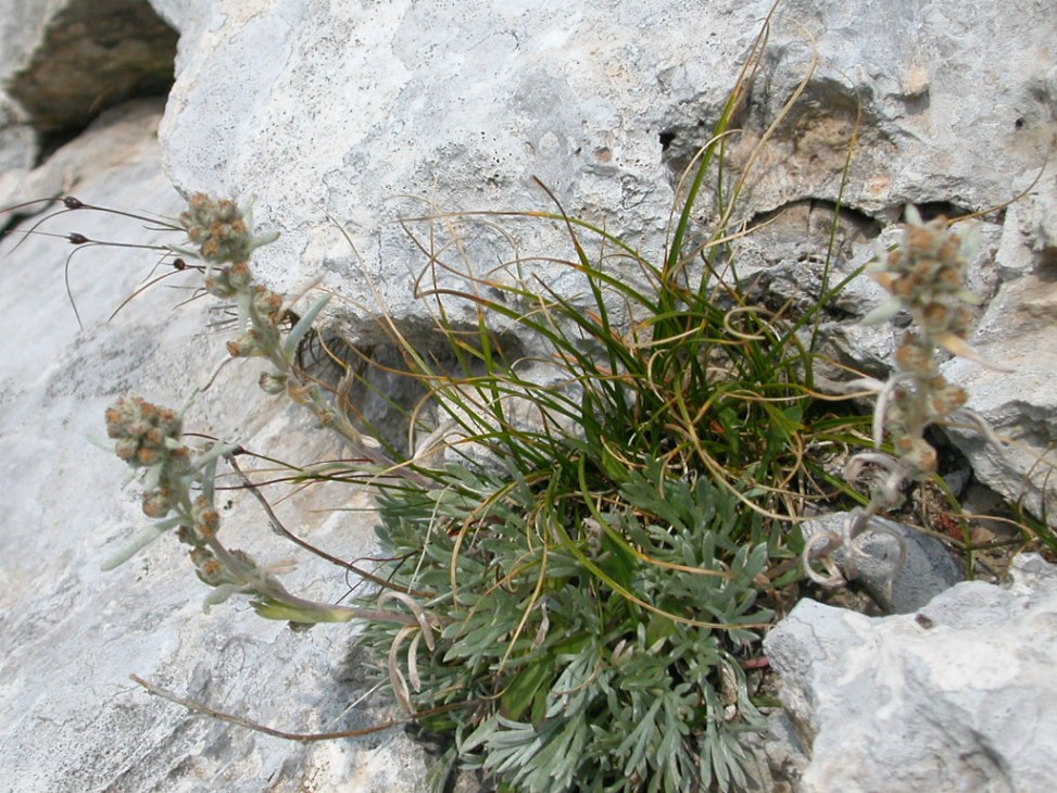 Artemisia umbelliformis subsp. eriantha / Assenzio bianco